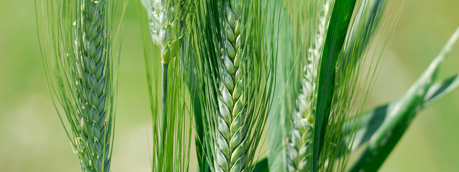 Pasta Garofalo - La transparence du bon goût des pâtes garofalo