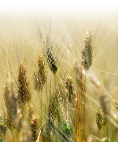 Pasta Garofalo - Social and environmental commitment 